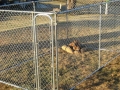 dog-kennels-3